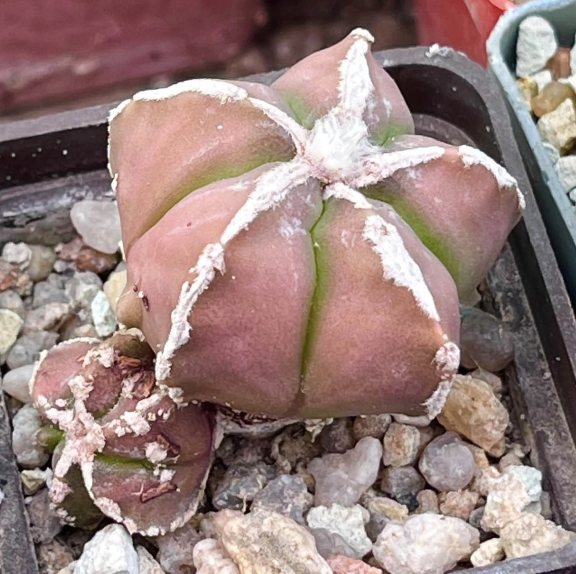 astrophytum kikko
