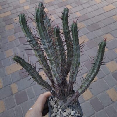 Euphorbia enopla -сube-8cm-