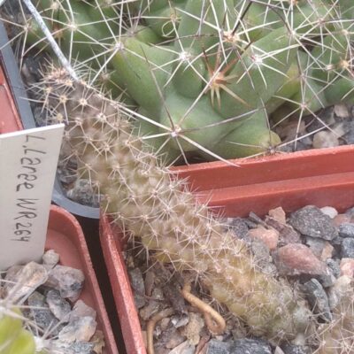 Austrocactus hibernus KFF1107 -вкорінений пагін -