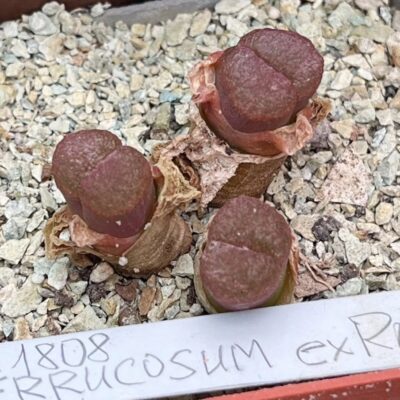 conophytum verrucosum ex Pavenet