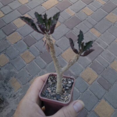 Euphorbia capsantamariensis -багаторічний сіянець- cube-5cm-