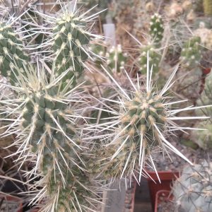 Grusonia hamiltonii -пагони-