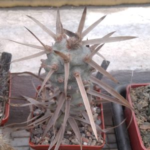 Tephrocactus art. v. papyracanthus -верхній пагін-