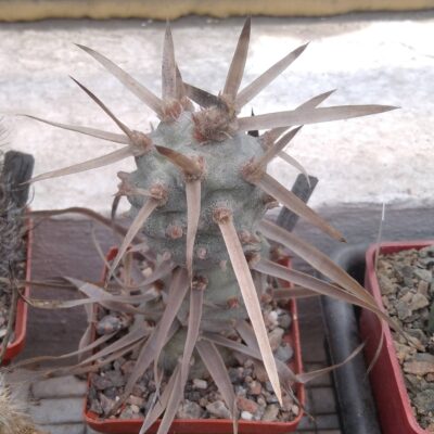 Tephrocactus art. v. papyracanthus -верхній пагін-