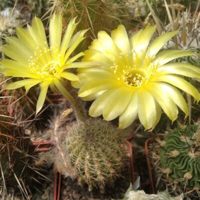 Lobivia aurea v. sierragrandensis -MG- cube-6cm-