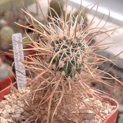 Toumea papyracantha SB903 -cube-7cm- своє коріння!- сіянець!-