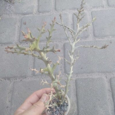 Euphorbia stenoclada -