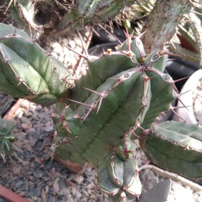 Euphorbia handiensis -rare- пагони під зріз-
