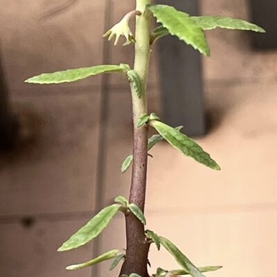 dorstenia hildebrandtii rubra