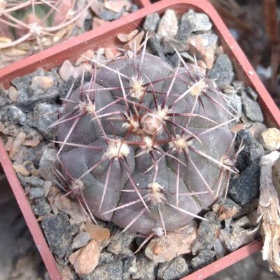 Gymnocalycium gaponii v. nova RER289 -cube-5cm-
