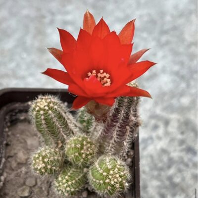 hameolobivia silvestrii