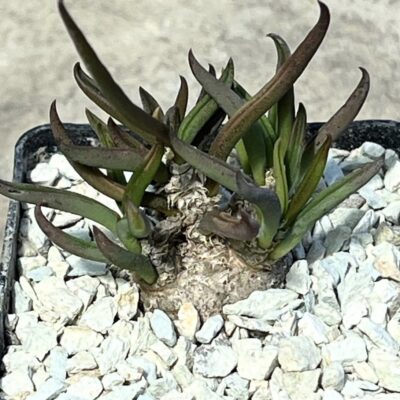 euphorbia cylindrifolia ssp. tuberifera