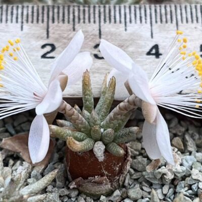 anacampseros alstonii