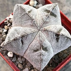 astrophytum kikko х astrophytum onzuka