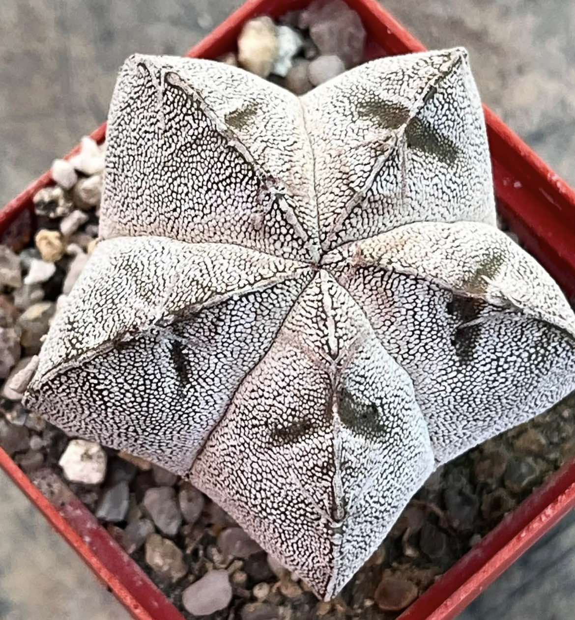 astrophytum kikko х astrophytum onzuka