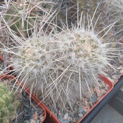 Mammillaria nejapensis v. longispina -cube-8cm-двійня  -колекційна рослина-