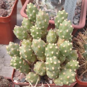 Tephrocactus mollinensis f. minimus -пагони-