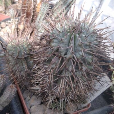 Euphorbia horrida v. minor -rare- пагони-