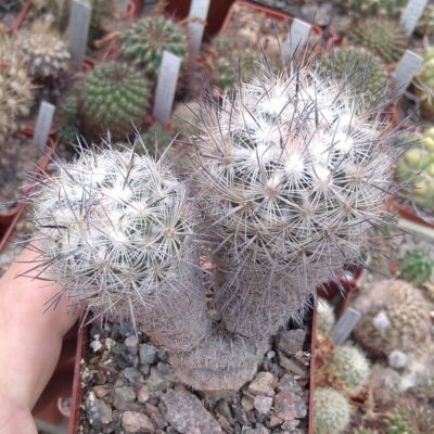Echinomastus dasiacanthus SB53 -cube-8cm-рідкість-
