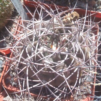 Gymnocalycium nidulans L487 -cube-7cm-