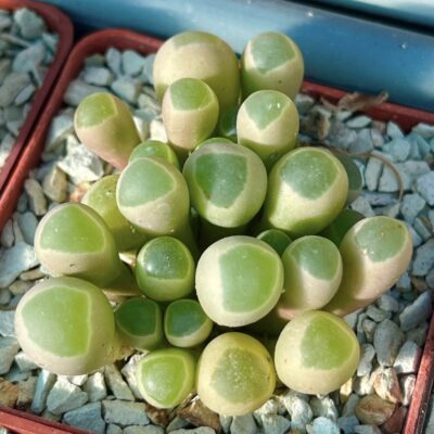 fenestraria rhopalophylla