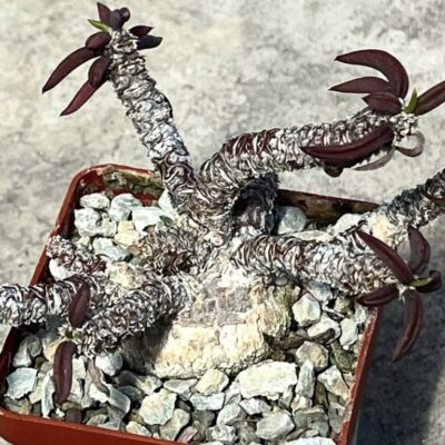 euphorbia cylindrifolia ssp. tuberifera