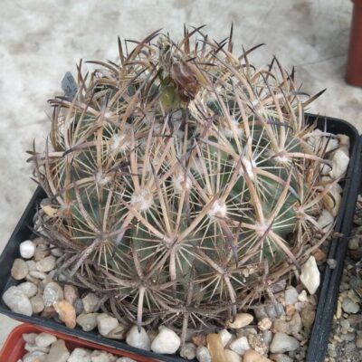 Echinomastus unguispinus SB525 -cube-12cm-багаторічна прихована підщепа-
