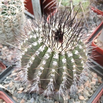 Uebelmania pseudopectinifera -cube-8cm-прихована підщепа-
