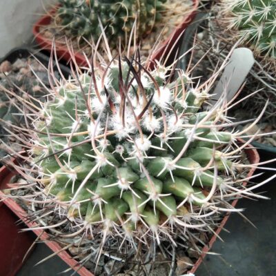 Mammillaria spec.-Charco Blanco- cube-7cm-