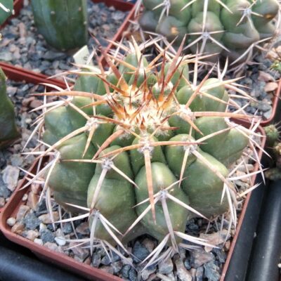 Discocactus nigrisaetosus HU 448 -cube-7cm-прихована підщепа-