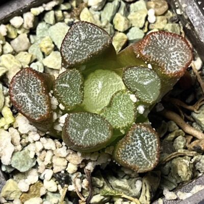 haworthia maughanii fugaku