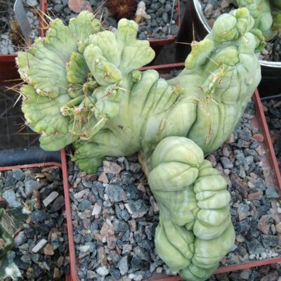 Trichocereus bridgesii f. monstrosa -cube-9cm-