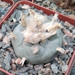 Lophophora williamsii -San Vinsent- cube-7cm-