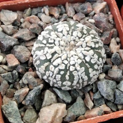 Astrophytum asterias cv."Supercabuto"- cube-6cm-