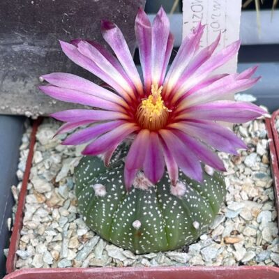 astrophytum super kabuto  red flowers