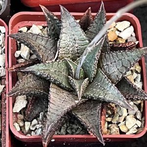haworthia koelmaniorum x  Haworthia koelmaniorum 'Kintaikyou'