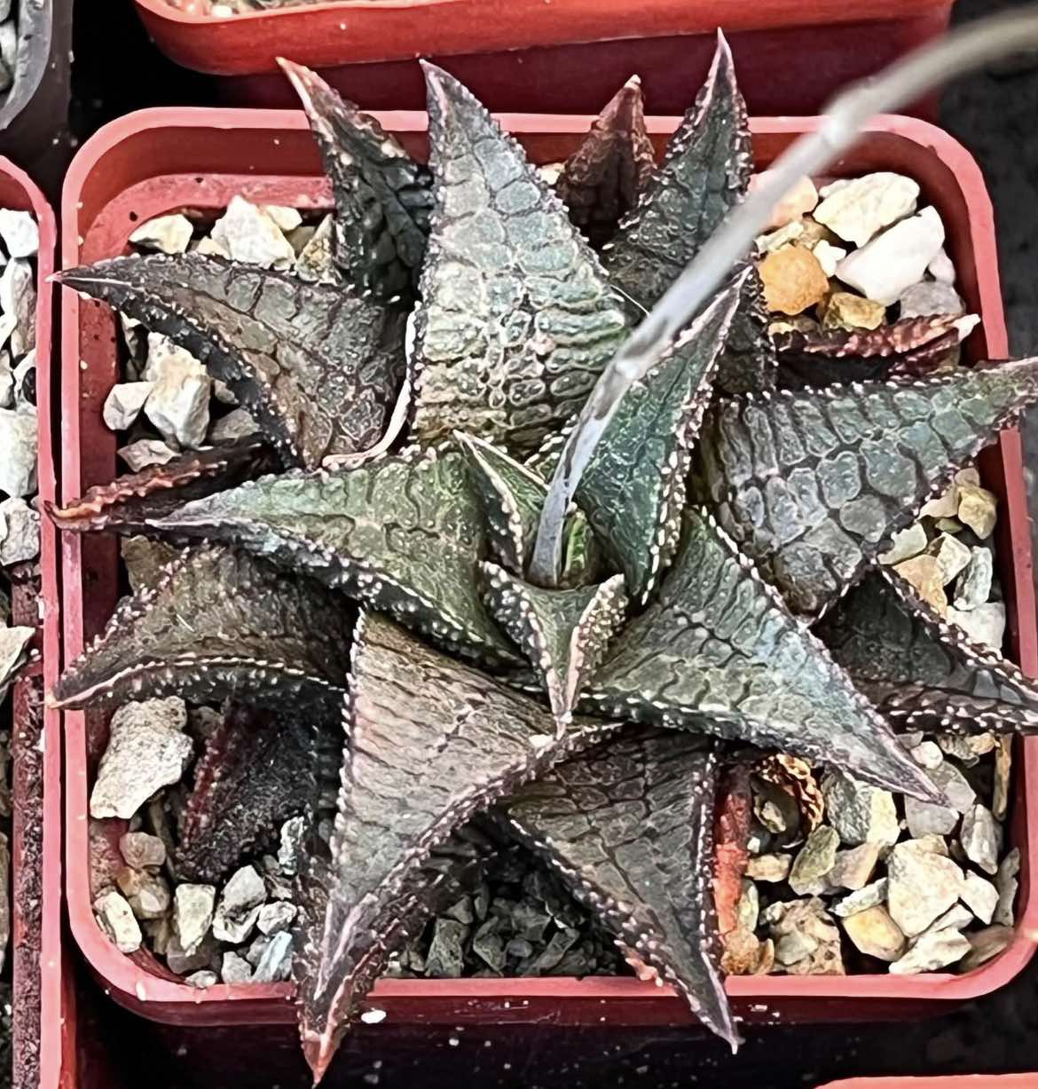 haworthia koelmaniorum x  Haworthia koelmaniorum 'Kintaikyou'