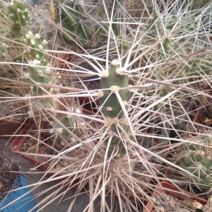 Maihueniopsis glomerata MK1091 -super spined form- верхній пагін -