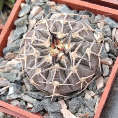 Gymnocalycium riojense v. paucispinum -cube-5cm-