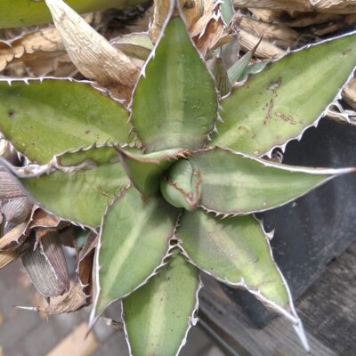 Agave lophantha v. splendida - пагін-