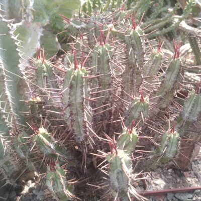 Euphorbia pillansii -компактна кущова форма- пагони на зріз-