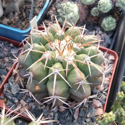 Discocactus nigrisaetosus HU 448 -cube-7cm-прихована підщепа-