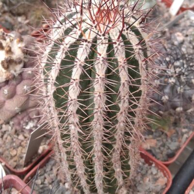 Echinopsis cv."Haku-Yo-Maru"-Japan- cube-7cm-
