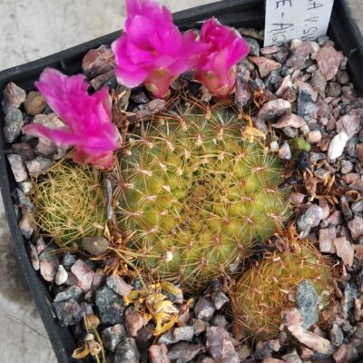 Sulcorebutia mentosa HS27 -Misque- cube-7cm-