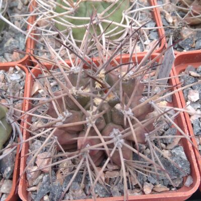 Gymnocalycium michoga -cube-6cm-