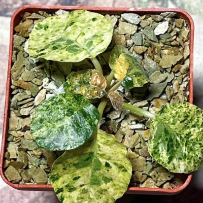 dorstenia foetida variegata