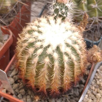 Echinocereus carmenensis SB1476 -cube-6cm- collection-