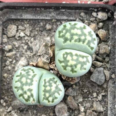 lithops salicola malachite