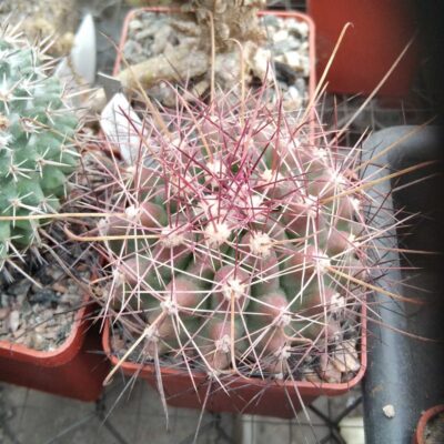 Ferocactus hamathacanthus GL150 cube-6cm-