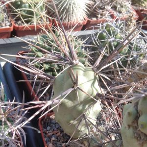Tephrocactus aoracanthus -Koehres- крупний пагін -